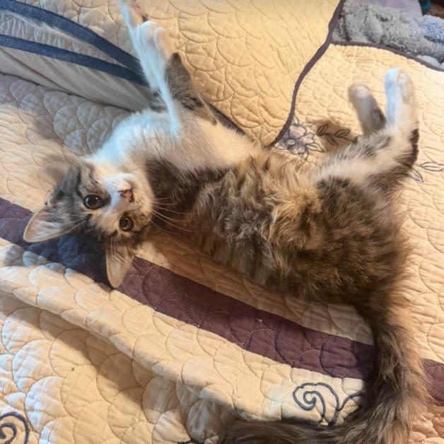 Enlarge Chiffon, a Adoptable Domestic Medium Hair in Gordonsville, TN image 2/2