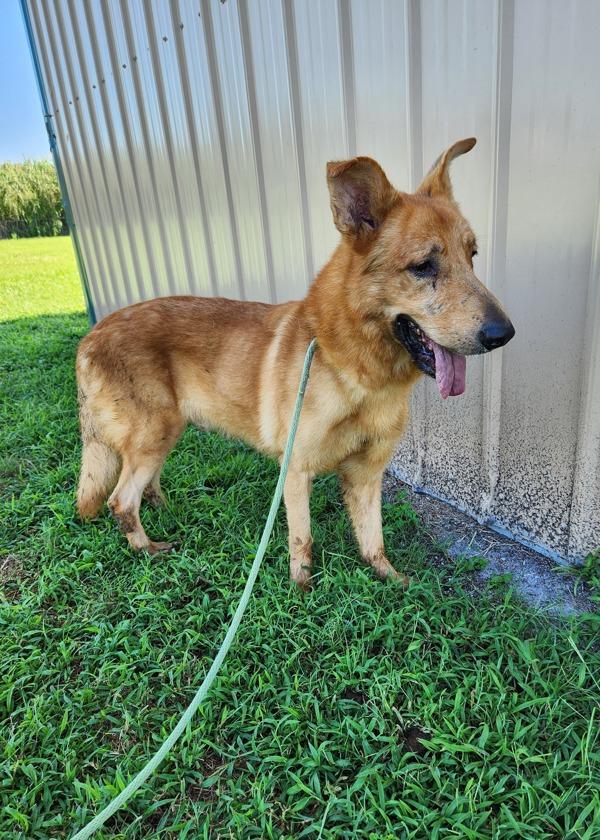 Enlarge Rooster, a Adoptable mixed breed in Melbourne, FL image 1/3