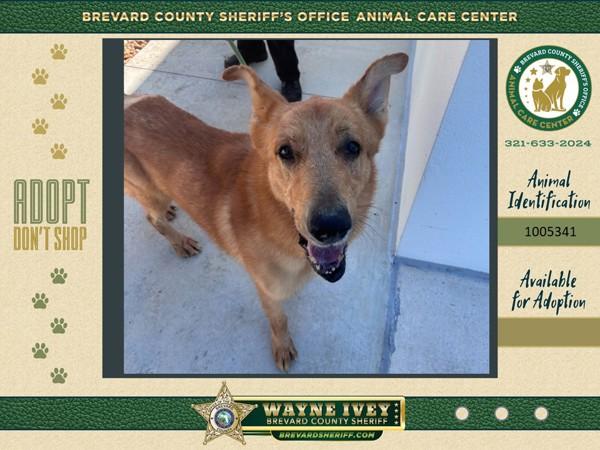 Rooster, Adoptable, Adult Male German Shepherd Dog.