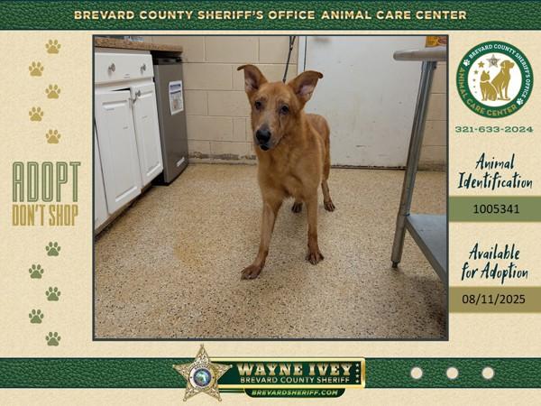 Enlarge Rooster, a Adoptable mixed breed in Melbourne, FL image 2/3