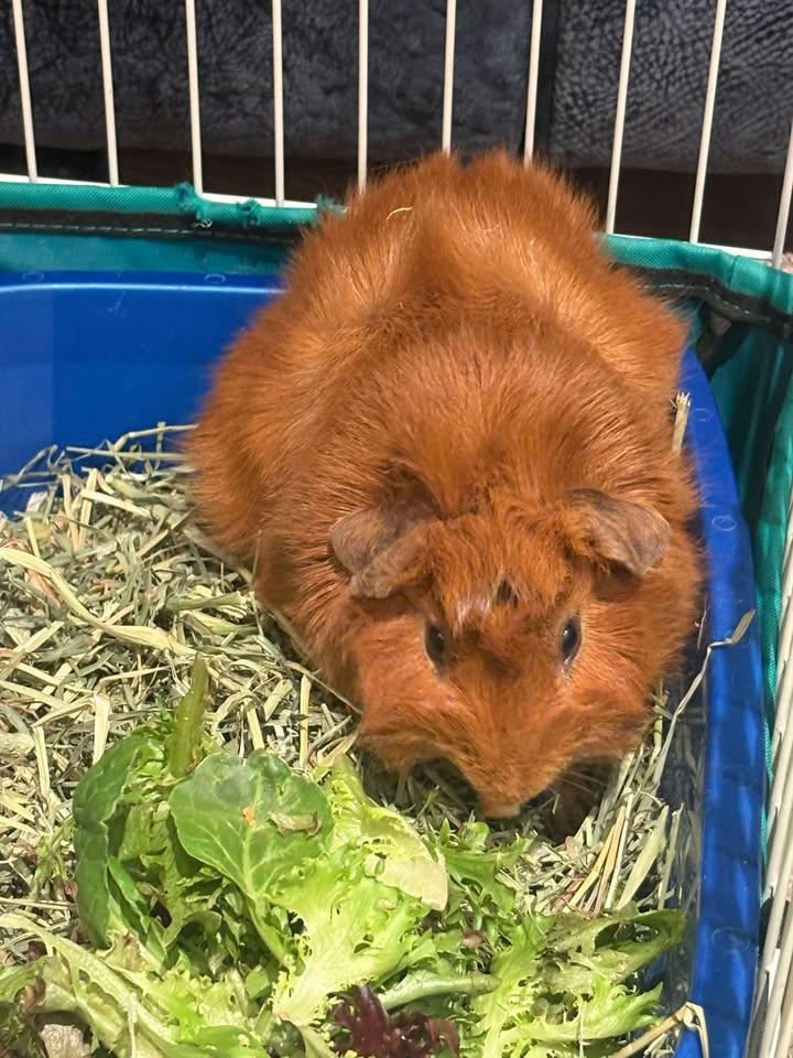 Enlarge Arthur & Charlie, a Adoptable Abyssinian in Fort Collins, CO image 2/3