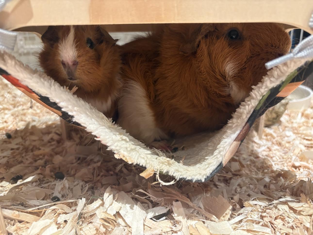 Arthur & Charlie, Adoptable, Young Male Abyssinian.