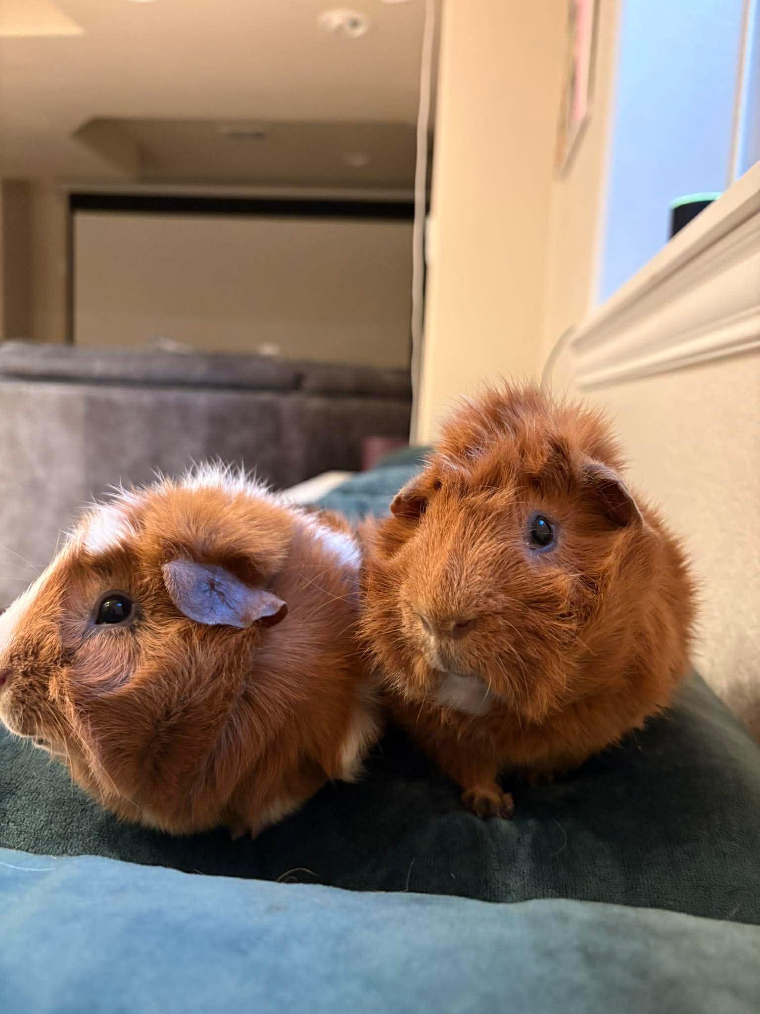 Enlarge Arthur & Charlie, a Adoptable Abyssinian in Fort Collins, CO image 4/4