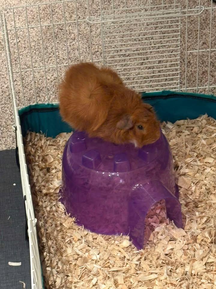 Enlarge Arthur & Charlie, a Adoptable Abyssinian in Fort Collins, CO image 3/3