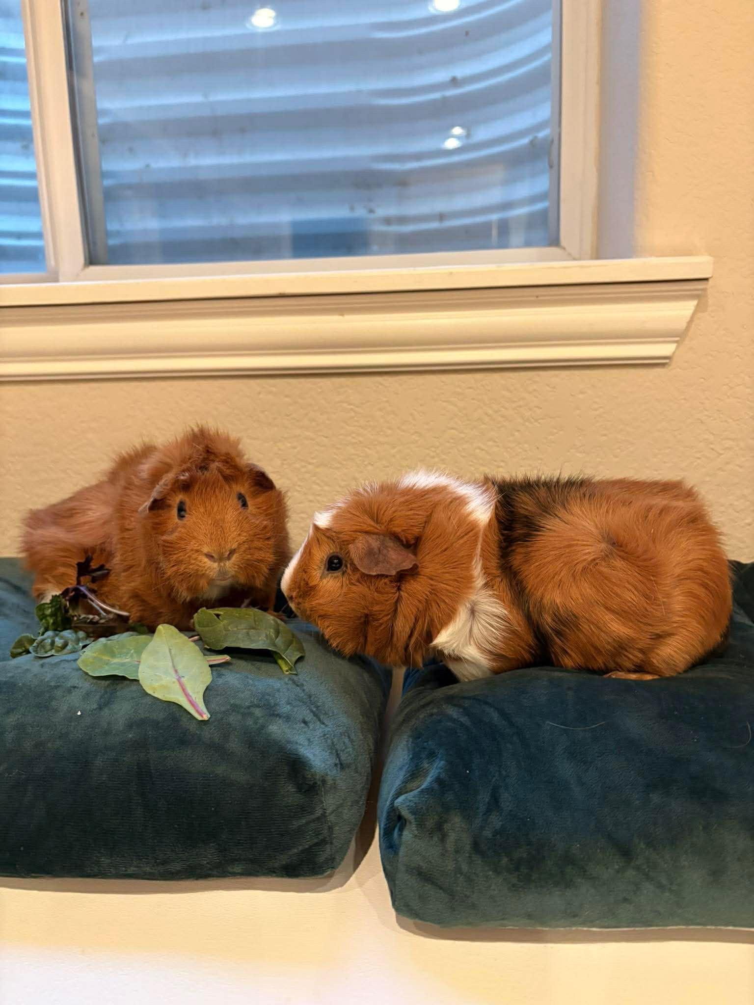 Enlarge Arthur & Charlie, a Adoptable Abyssinian in Fort Collins, CO image 2/4
