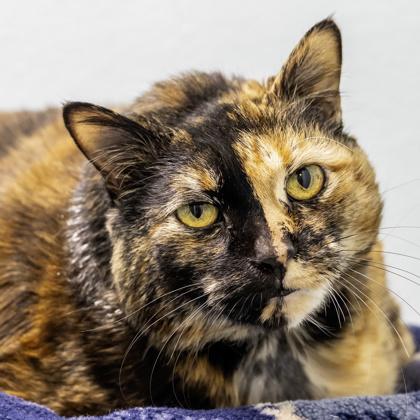 Spice, Adoptable, Senior Female Domestic Short Hair & Domestic Short Hair.