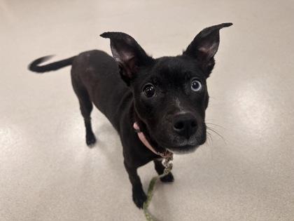 Jill, Adoptable, Young Female Mixed Breed & Mixed Breed.