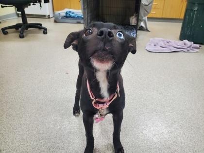 Enlarge Jill, a Adoptable mixed breed in Maumee, OH image 2/3