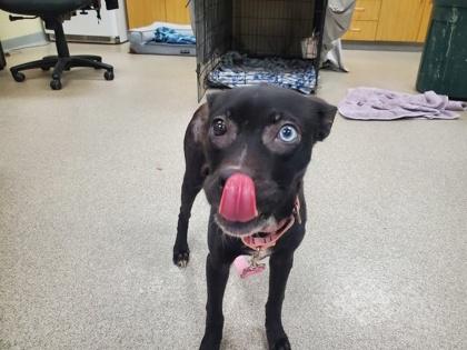 Enlarge Jill, a Adoptable mixed breed in Maumee, OH image 3/3