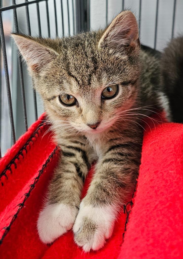 Witchy, Adoptable, Kitten Female Domestic Short Hair.