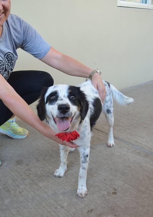 Enlarge Maple, a Adopted Border Collie in McKinney, TX image 1/1