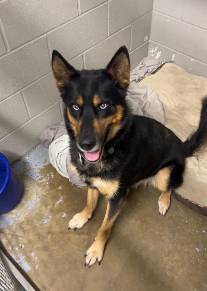 Enlarge Ricardo, a Adoptable mixed breed in Pierceton, IN image 1/6