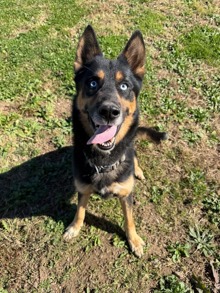 Enlarge Ricardo, a Adoptable mixed breed in Pierceton, IN image 2/6