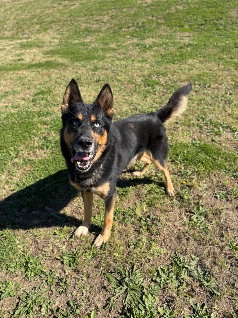 Enlarge Ricardo, a Adoptable mixed breed in Pierceton, IN image 3/6