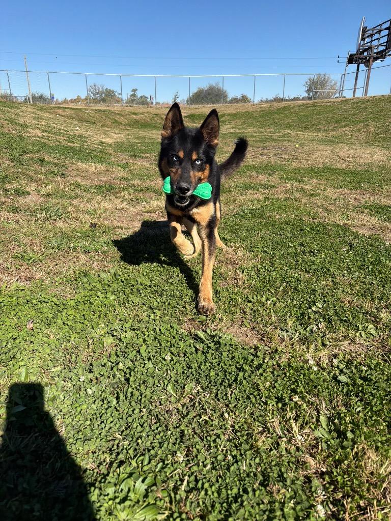 Enlarge Ricardo, a Adoptable mixed breed in Pierceton, IN image 4/6