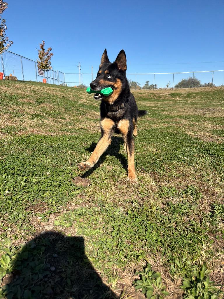 Enlarge Ricardo, a Adoptable mixed breed in Pierceton, IN image 5/6
