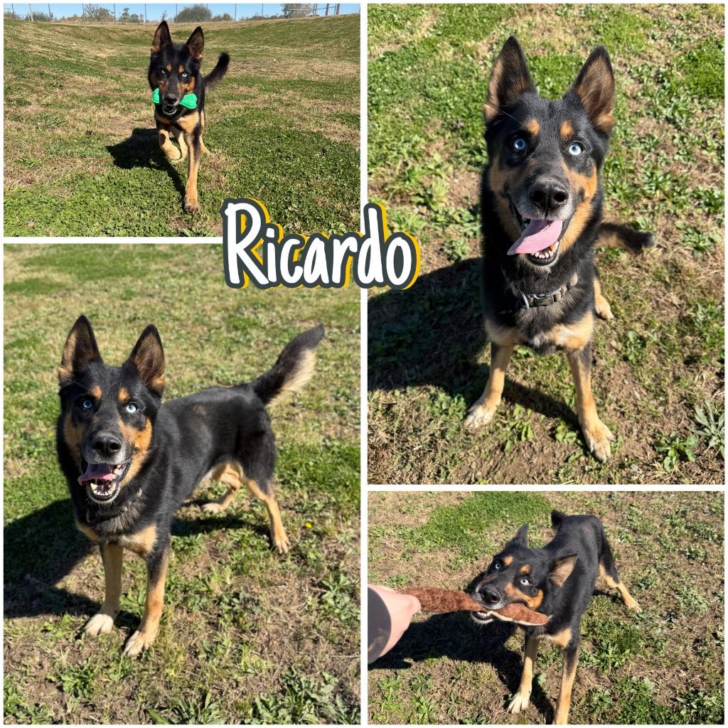Enlarge Ricardo, a Adoptable mixed breed in Pierceton, IN image 6/6