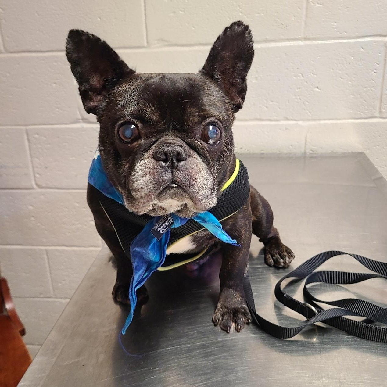 Bubba, an adopted French Bulldog in Mechanicsville, MD image 1/4