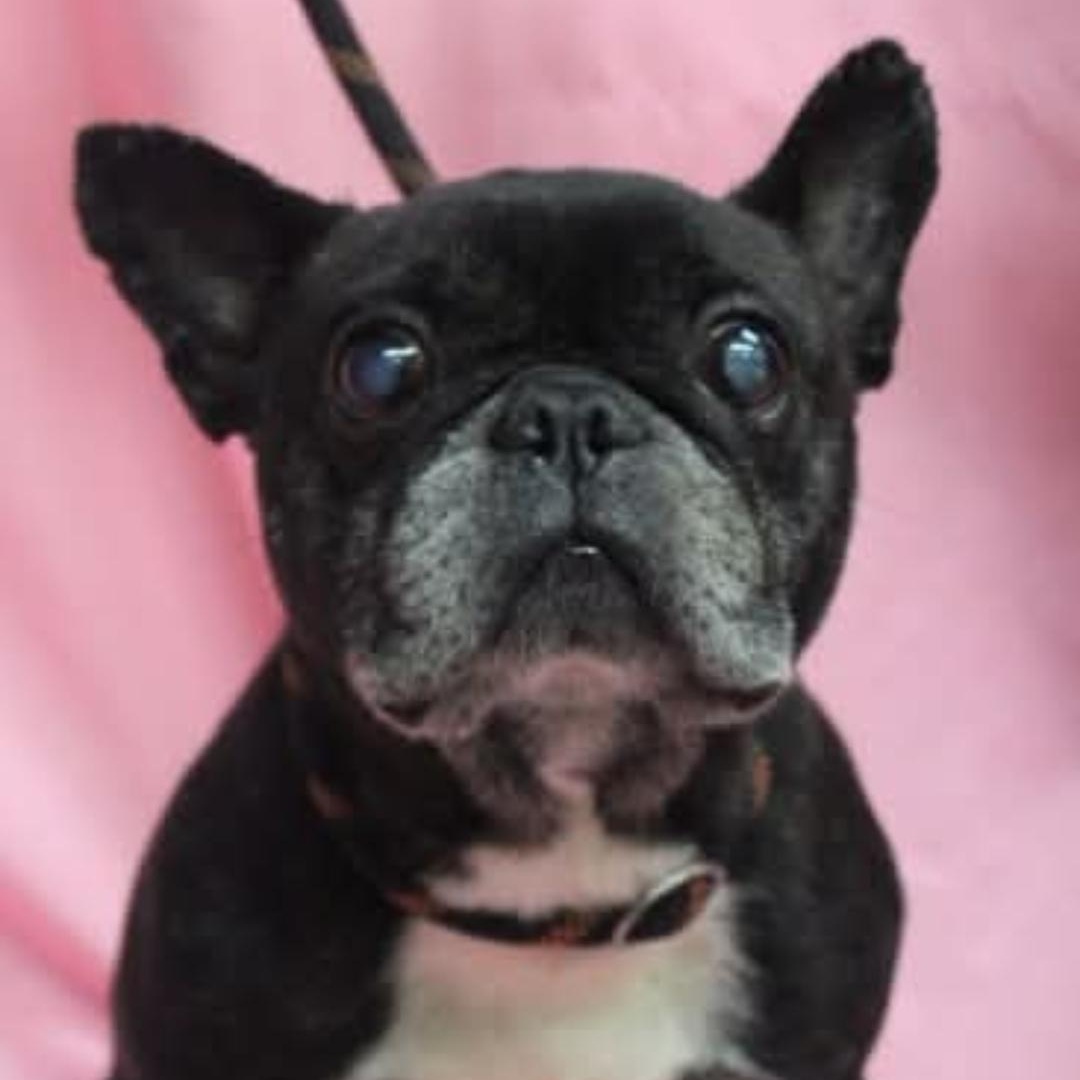 Bubba, an adopted French Bulldog in Mechanicsville, MD image 2/4