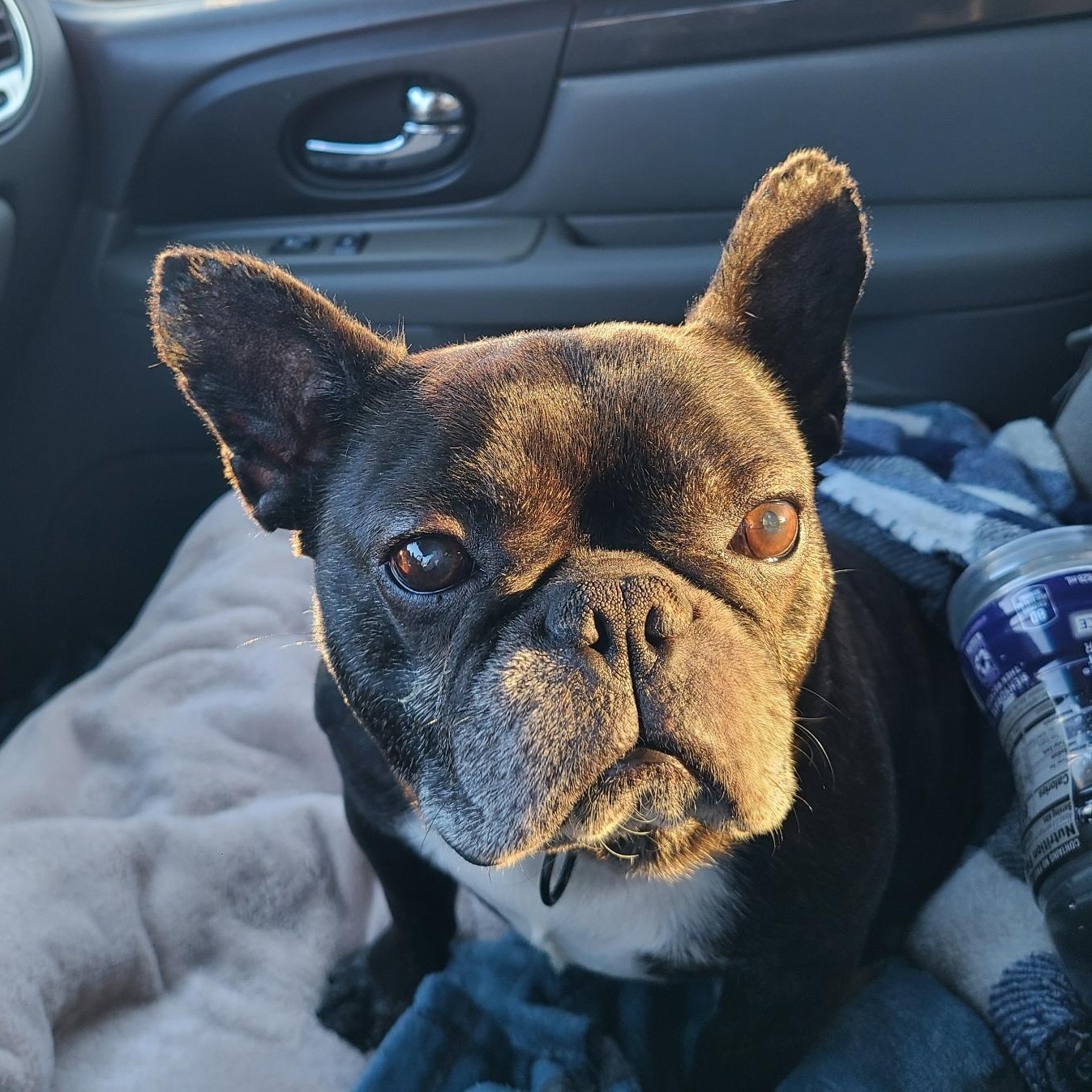 Bubba, an adopted French Bulldog in Mechanicsville, MD image 4/4