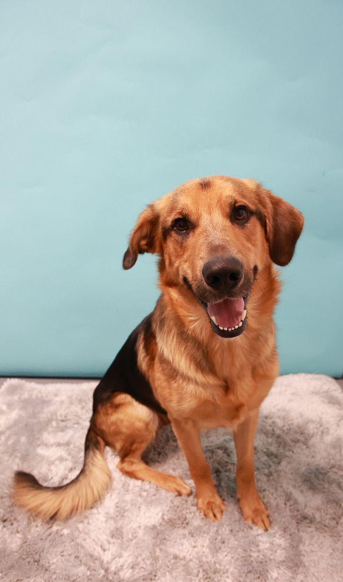Enlarge Roger, a Adoptable mixed breed in Loogootee, IN image 1/1