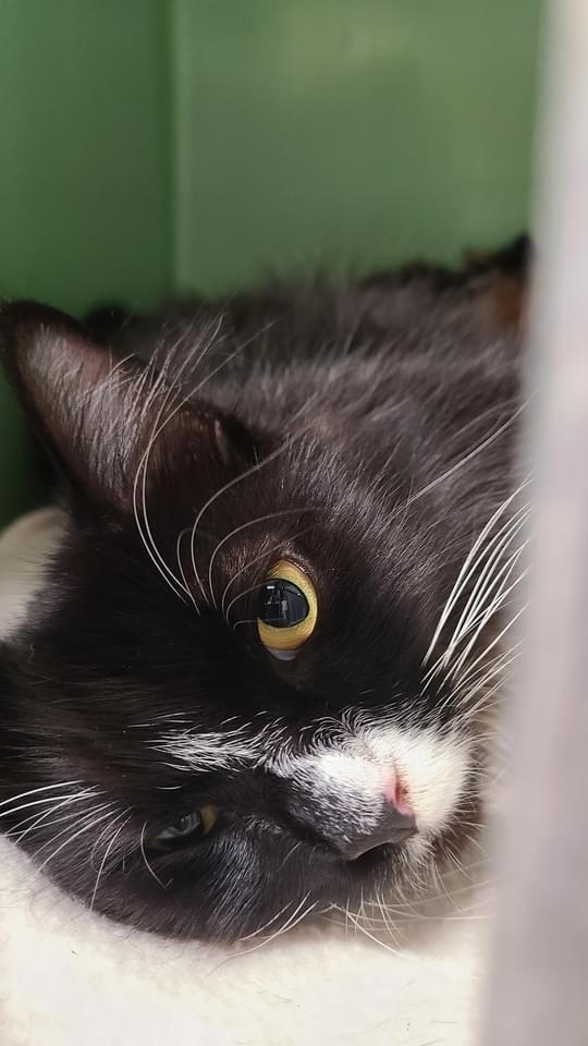 Coral, Adoptable, Adult Female Domestic Medium Hair.