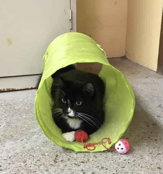 Coral, a Adoptable mixed breed in Mishawaka, IN image 2/5