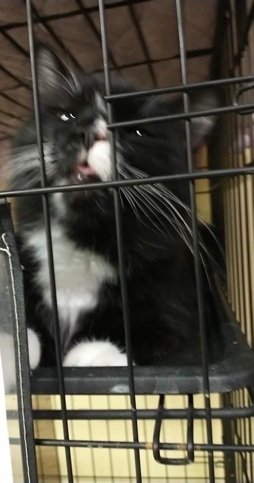 Coral, a Adoptable mixed breed in Mishawaka, IN image 3/5