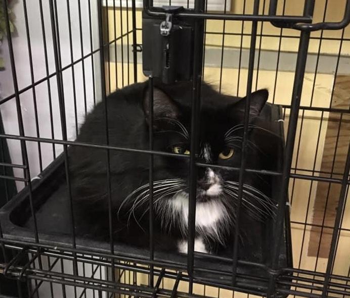 Coral, a Adoptable mixed breed in Mishawaka, IN image 4/5