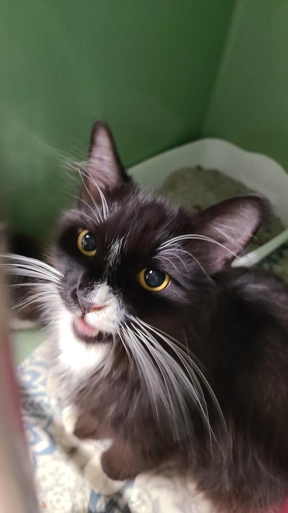 Coral, a Adoptable mixed breed in Mishawaka, IN image 5/5