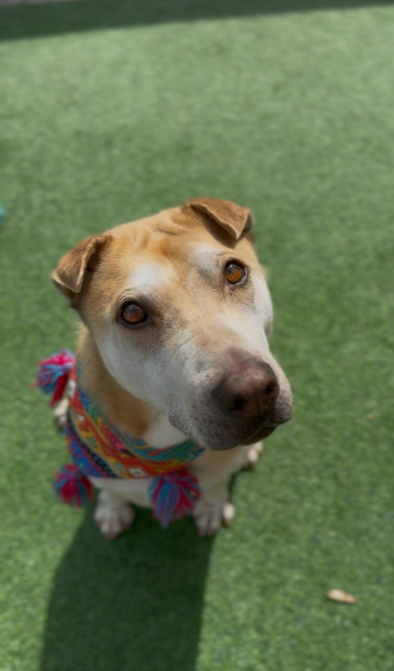 Enlarge Cassie, a Adoptable mixed breed in Dallas, TX image 6/6