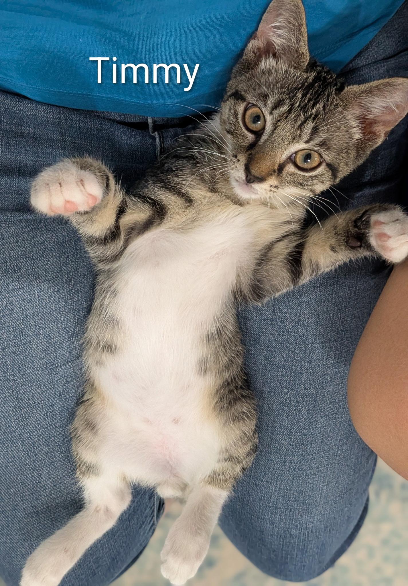 Timmy, a ADOPTABLE Domestic Short Hair in Malden, MA image 1/3