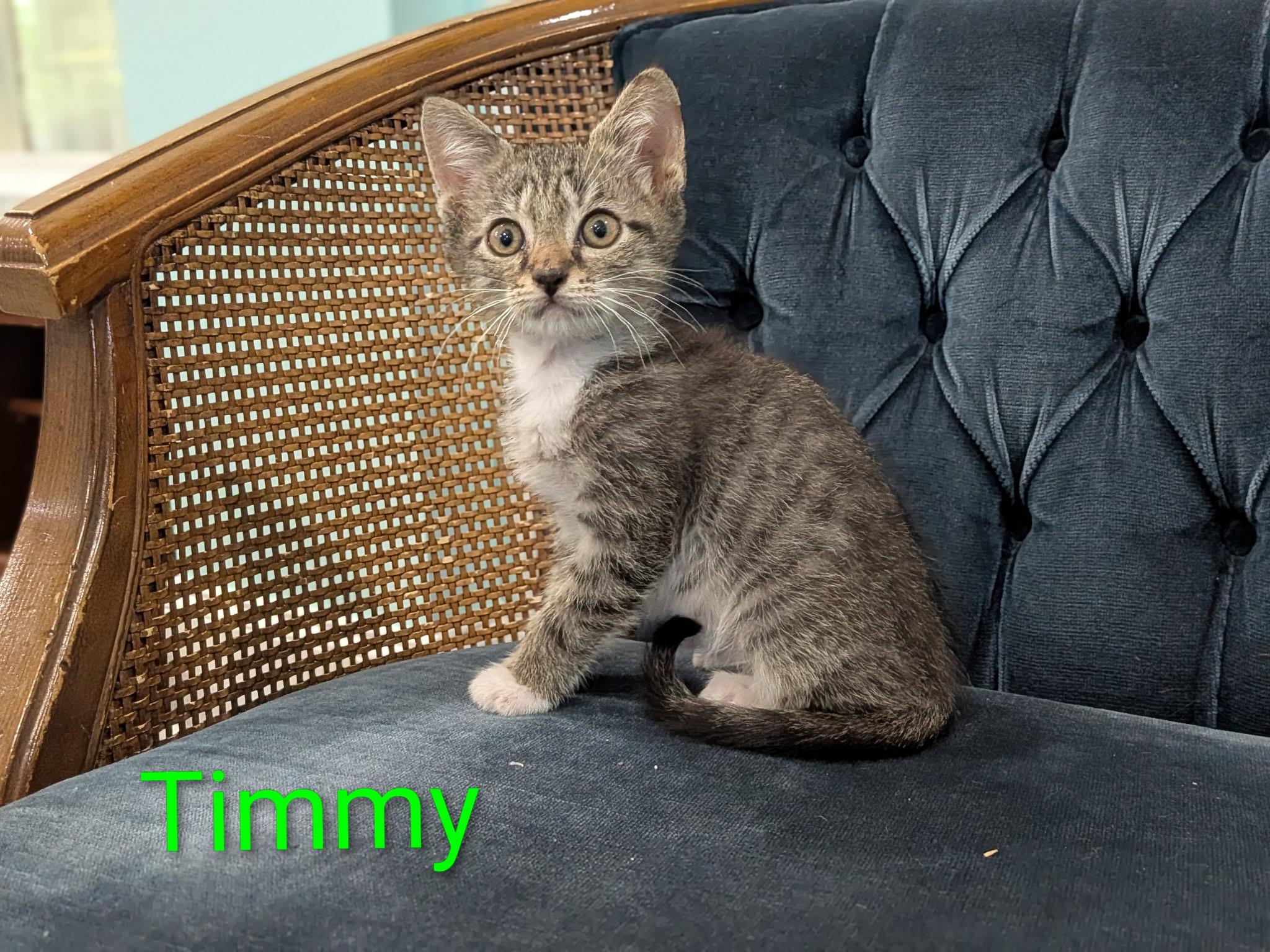 Timmy, a ADOPTABLE Domestic Short Hair in Malden, MA image 2/3