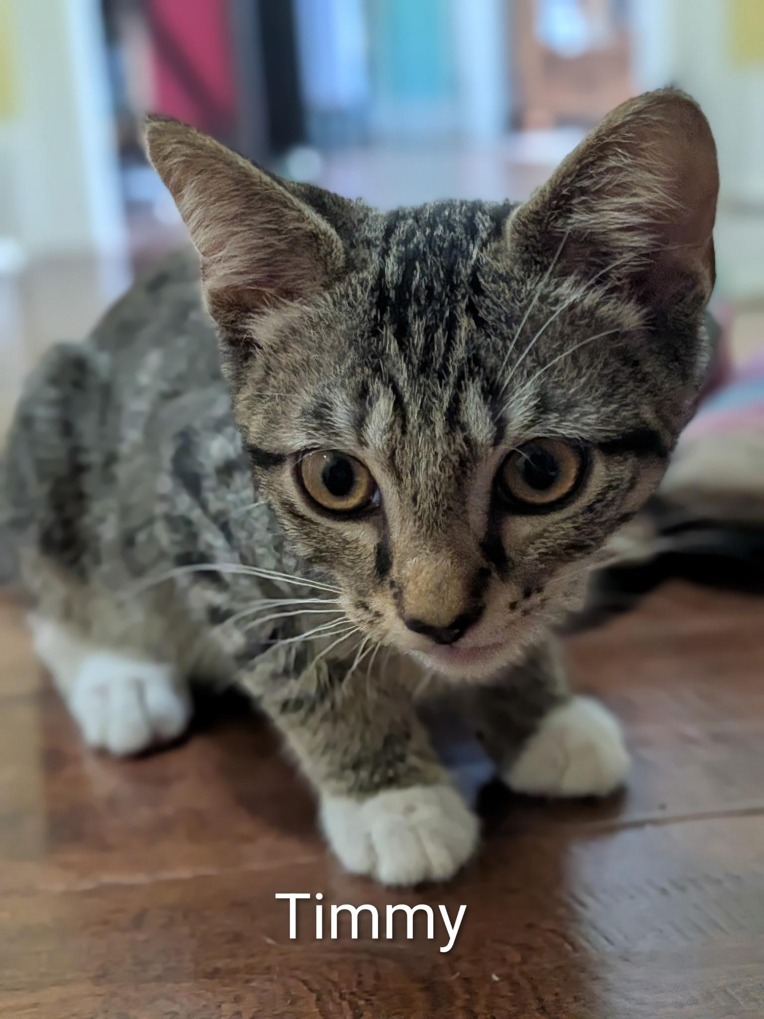 Timmy, a ADOPTABLE Domestic Short Hair in Malden, MA image 3/3