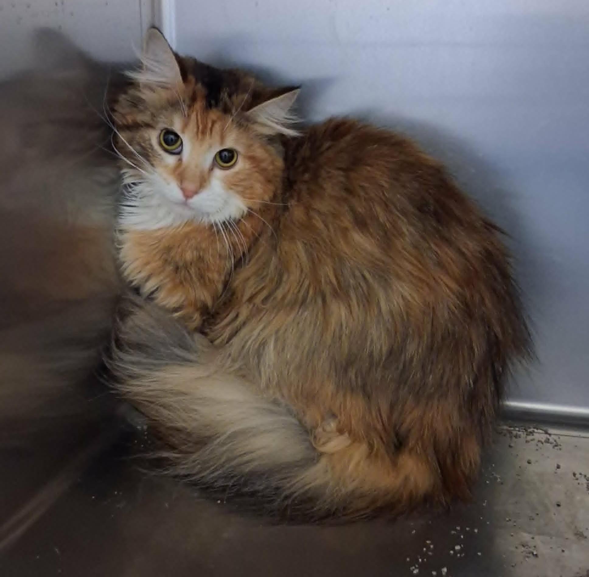 Enlarge Cassie, a ADOPTABLE Domestic Long Hair in Creston, IA image 2/2