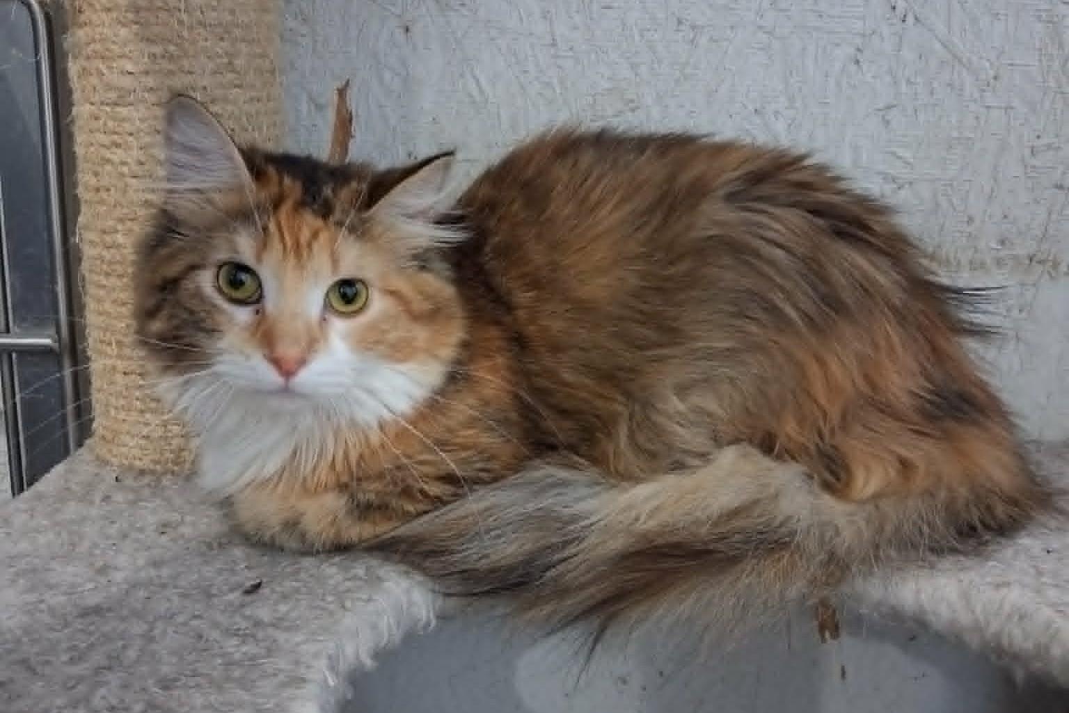Cassie, ADOPTABLE, Adult Female Domestic Long Hair.