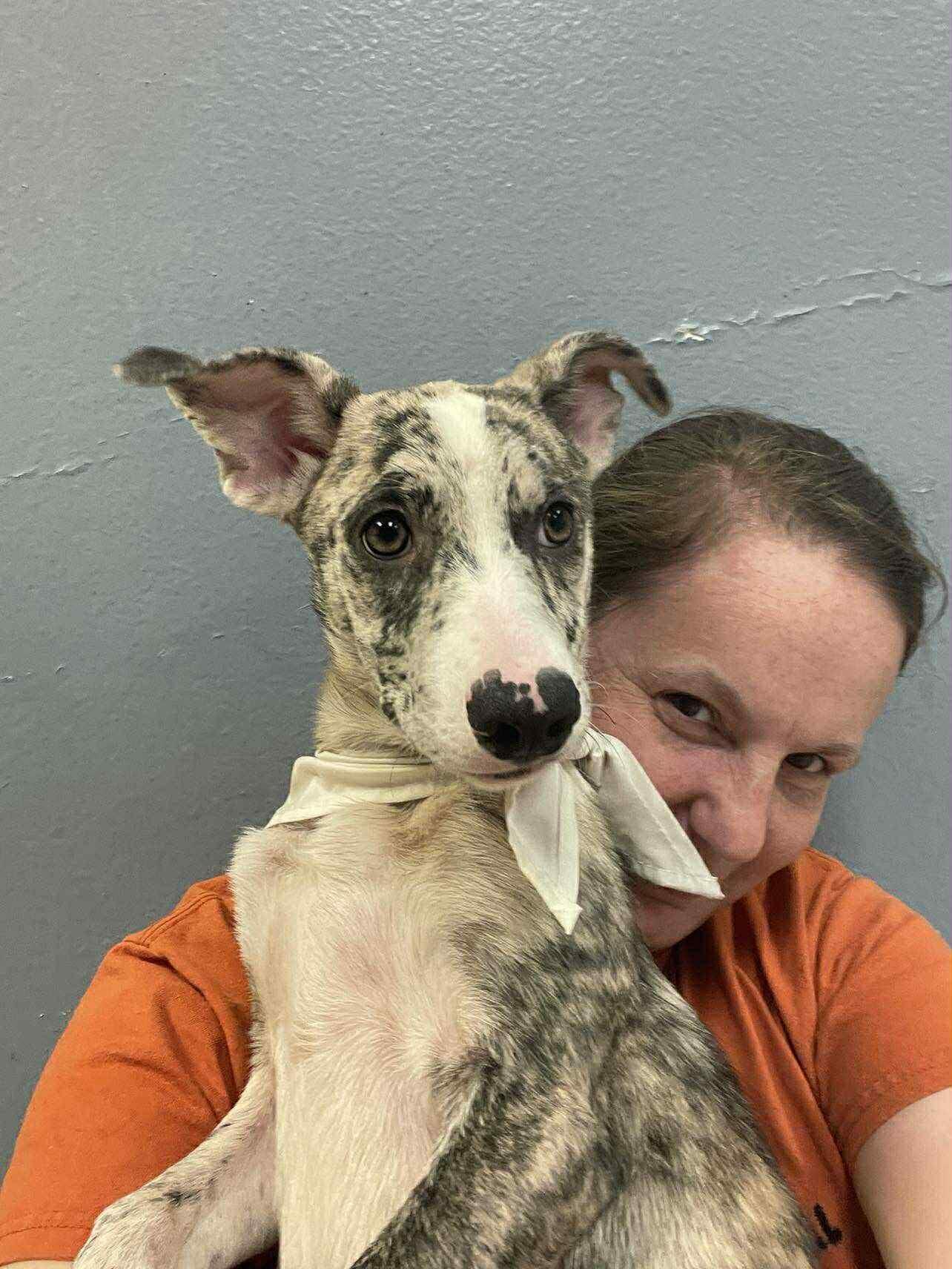 Balu the Catahoula mix!