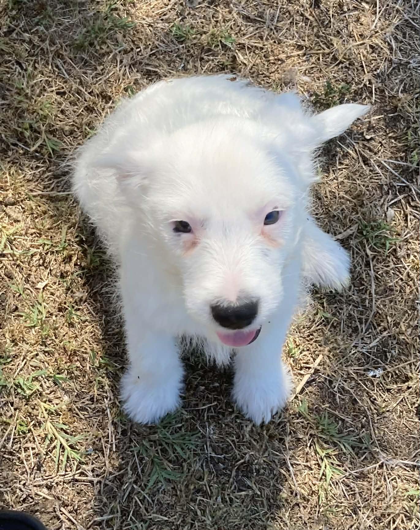 Enlarge Icee, a Adoptable mixed breed in Richmond, VA image 2/6