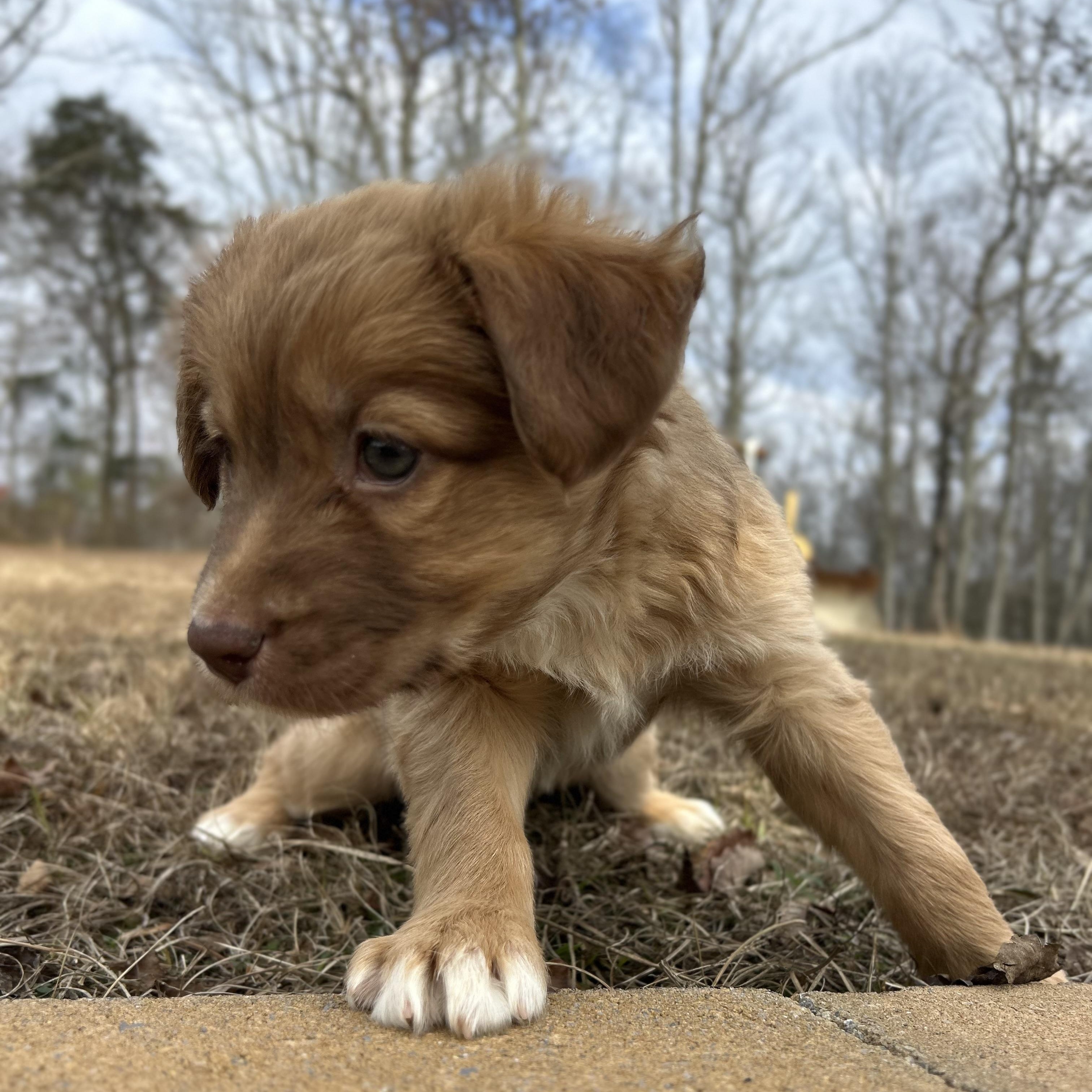 Enlarge Ginger, a Adoptable mixed breed in Johnston, RI image 2/6