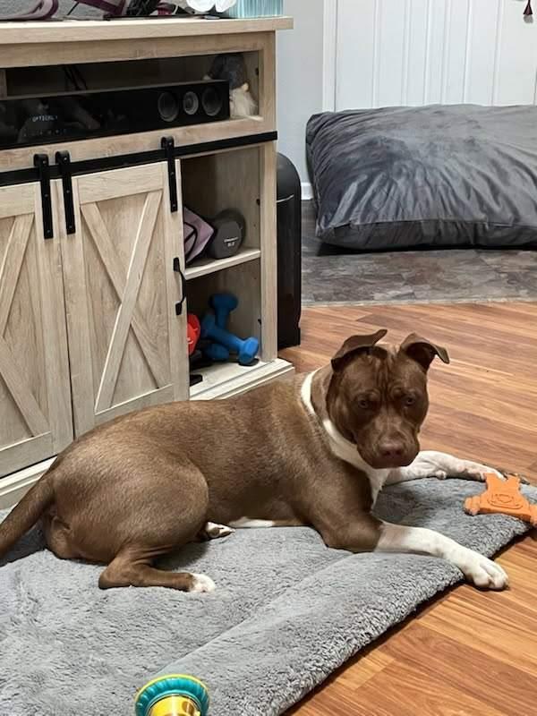 Enlarge Sf-Jasmine, a Adoptable Pit Bull Terrier in Billings, MT image 3/4