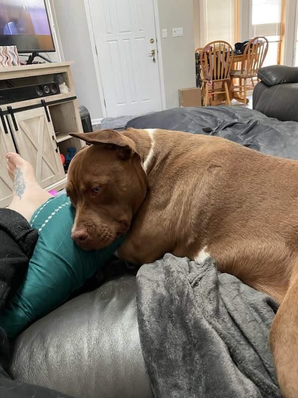 Enlarge Sf-Jasmine, a Adoptable Pit Bull Terrier in Billings, MT image 4/4