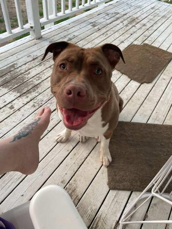 Enlarge Sf-Jasmine, a Adoptable Pit Bull Terrier in Billings, MT image 2/4