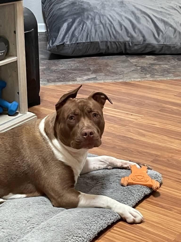 Sf-Jasmine, Adoptable, Adult Female Pit Bull Terrier.