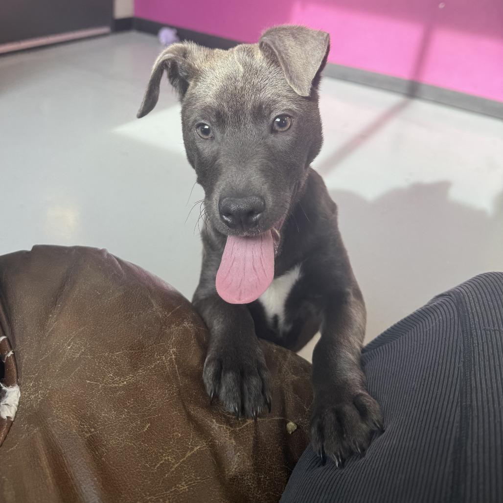 Cupid, a Adoptable Mixed Breed in Ponca City, OK image 1/6