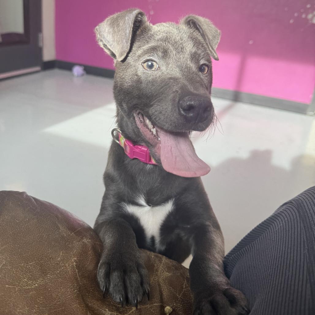 Cupid, a Adoptable Mixed Breed in Ponca City, OK image 2/6