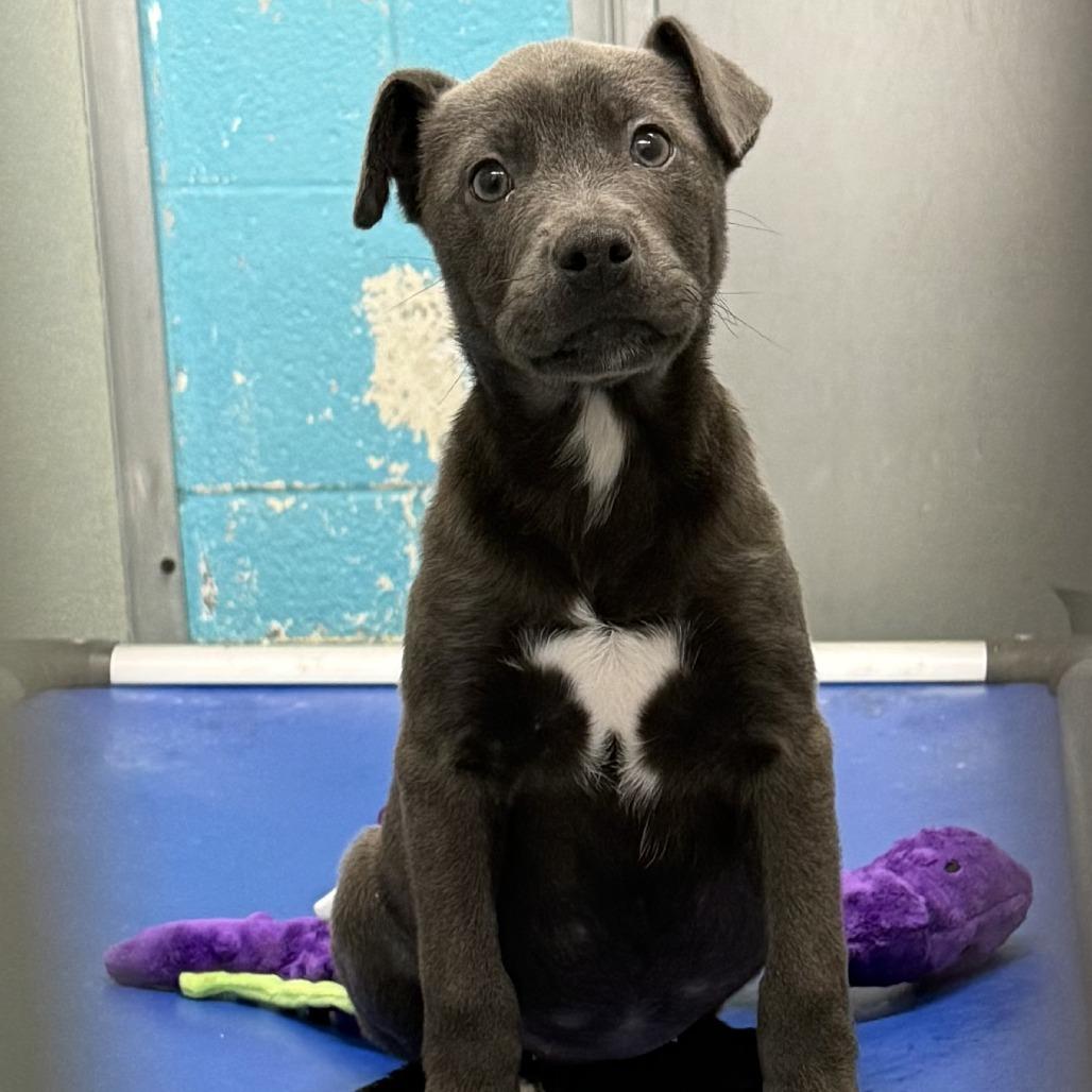 Cupid, a Adoptable Mixed Breed in Ponca City, OK image 3/6