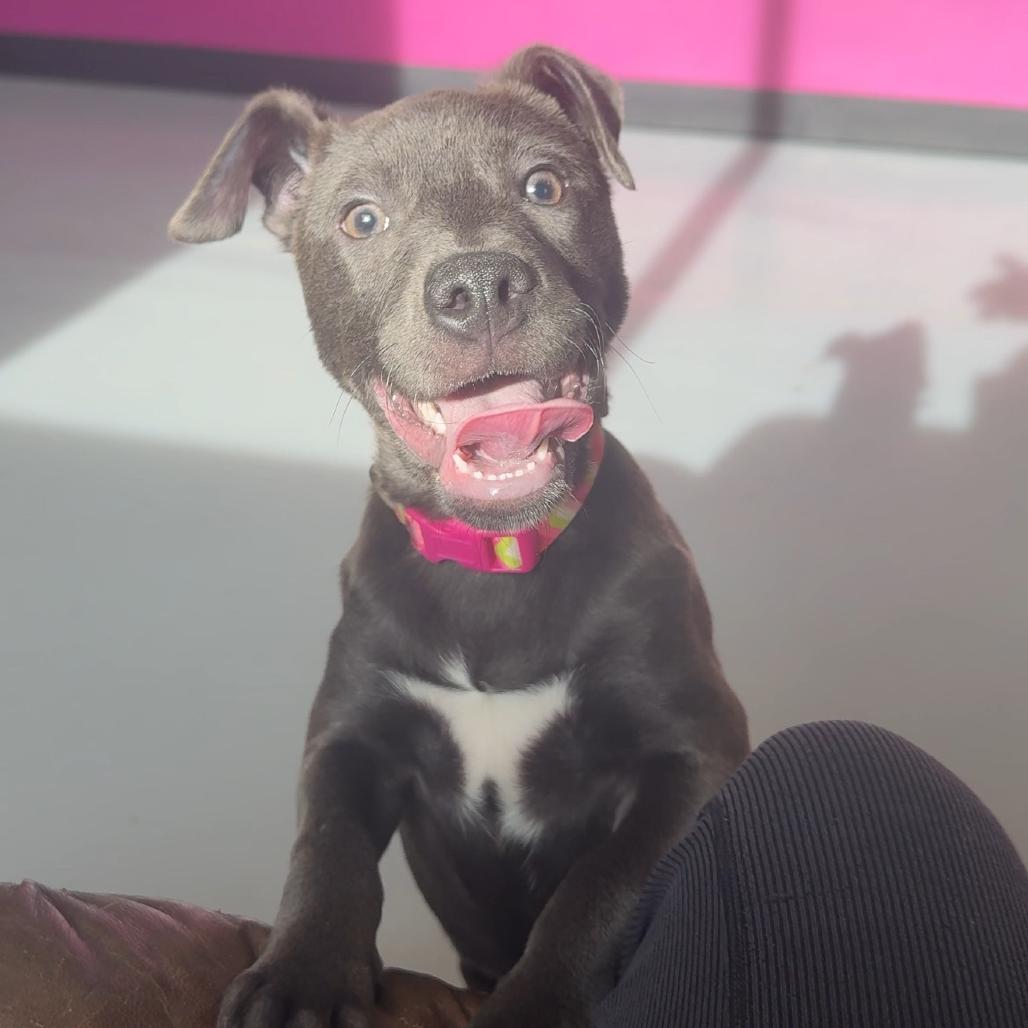 Cupid, a Adoptable Mixed Breed in Ponca City, OK image 4/6