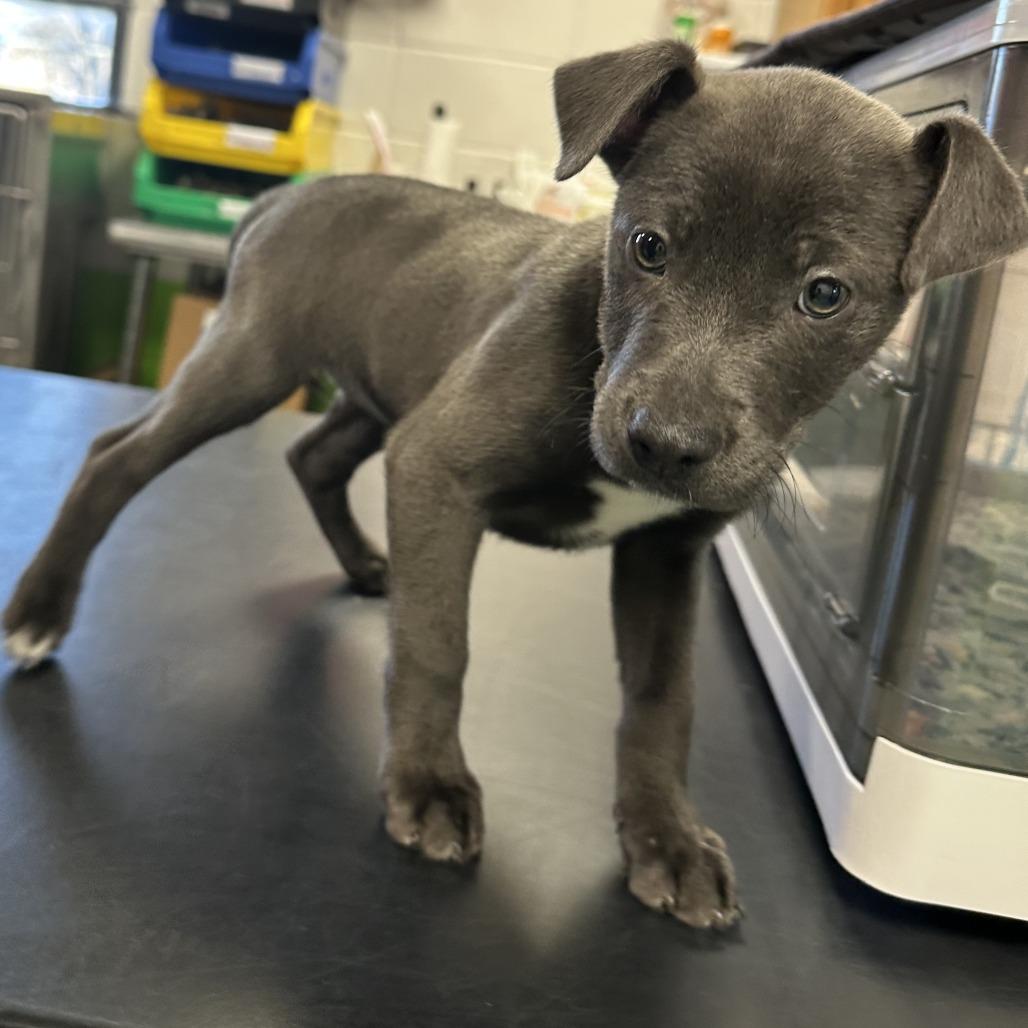 Cupid, a Adoptable Mixed Breed in Ponca City, OK image 5/6