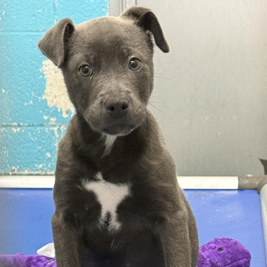 Cupid, a Adoptable Mixed Breed in Ponca City, OK image 6/6