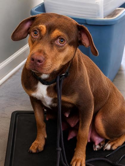 Primrose, Adoptable, Adult Female Terrier & Dachshund.